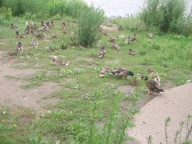 schrger Umweg am Industrie-Regenwasserkanal Weserradweg